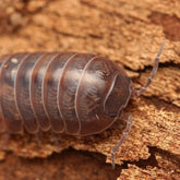 Armadillidium vulgare “Barcelona”